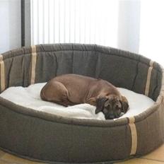 Rhodesian ridgeback Zazu Tigereye 