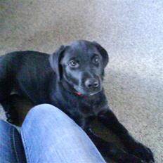 Blanding af racer Chili