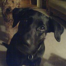Blanding af racer Dixie RIP