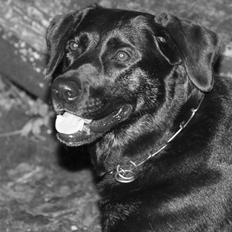 Blanding af racer Dixie RIP