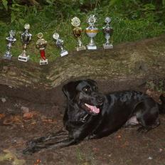 Blanding af racer Dixie RIP