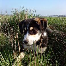 Blanding af racer Jack 