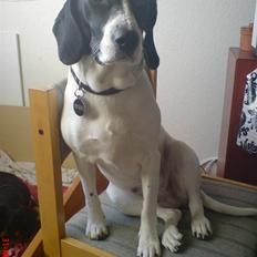 Blanding af racer BESSI 