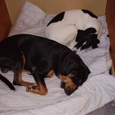 Blanding af racer BESSI 