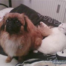 Pekingeser Maja Ling