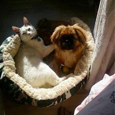 Pekingeser Maja Ling