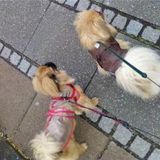 Pekingeser Maja Ling