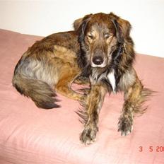 Blanding af racer Buster