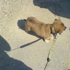 Blanding af racer dakota