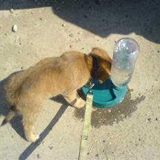 Blanding af racer dakota