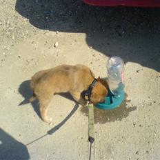 Blanding af racer dakota