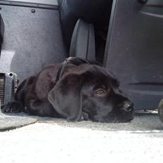 Blanding af racer Charlie