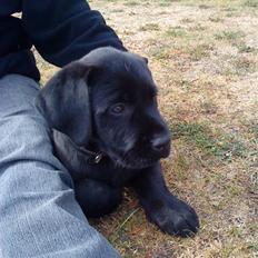 Blanding af racer Charlie