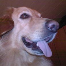 Hovawart Trine R.I.P