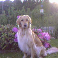 Hovawart Trine R.I.P