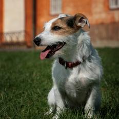 Jack russell terrier Ace (Himmelhund)