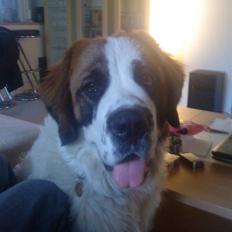 Sankt bernhardshund Sandy