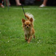 Chihuahua DKCH KLBCH Vuffelivov Saxo