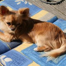 Chihuahua DKCH KLBCH Vuffelivov Saxo