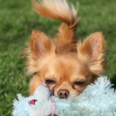 Chihuahua DKCH KLBCH Vuffelivov Saxo