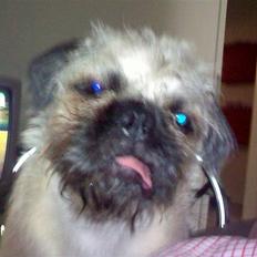 Blanding af racer Mops/Lhasa Apso Henry