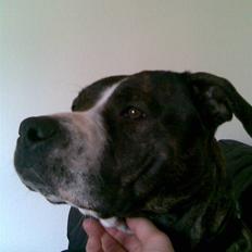 Blanding af racer Gucci