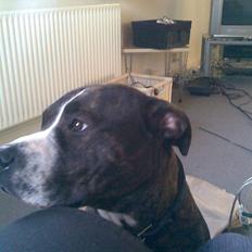 Blanding af racer Gucci