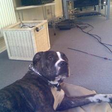 Blanding af racer Gucci