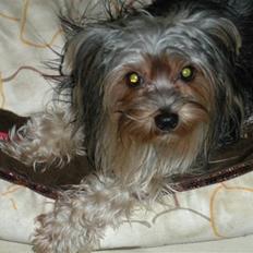 Yorkshire terrier pearly
