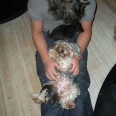 Yorkshire terrier pearly