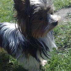 Biewer yorkshire terrier Larry