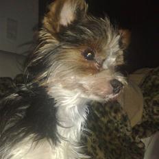 Biewer yorkshire terrier Larry