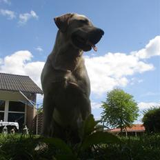 Labrador retriever Dumle