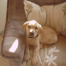 Labrador retriever Dumle