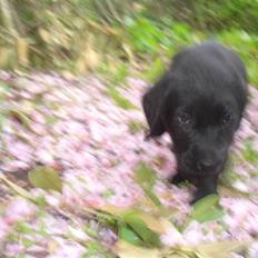 Labrador retriever Kaisa Rose