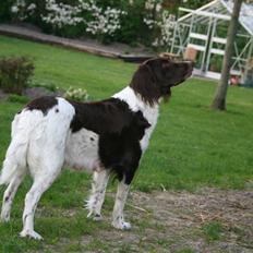 Kleiner münsterländer Sille