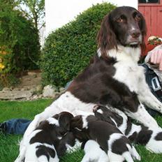 Kleiner münsterländer Sille