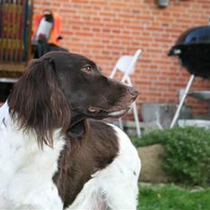 Kleiner münsterländer Sille