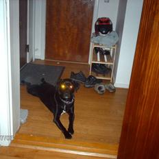 Labrador retriever bella