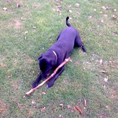 Labrador retriever bella