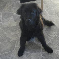 Blanding af racer coco