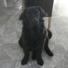 Blanding af racer coco