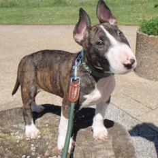 Bullterrier Hemingway 