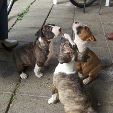 Bullterrier Hemingway 