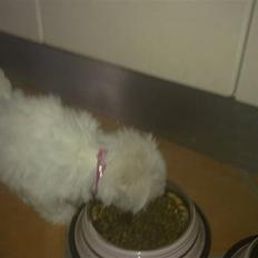 Malteser Daisy