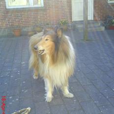 Collie langhåret Lucky