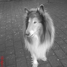 Collie langhåret Lucky