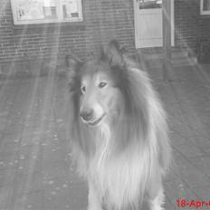 Collie langhåret Lucky