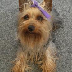 Australian silky terrier Tutzi