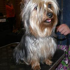 Australian silky terrier Tutzi